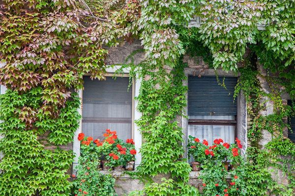 Eggers, Julie 아티스트의 Italy-Venice A pair of windows with red ivy geraniums and ivy climbing the walls작품입니다.